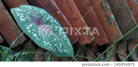 Beautiful Caladium leaves with pink veins, set against rustic clay roof tiles. Beautiful Caladium leaves with pink veins, set against rustic clay roof tiles. 140956975