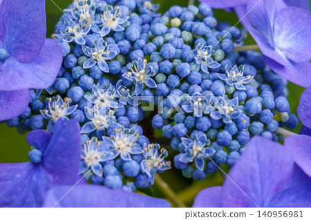 藍色繡球花 藍色繡球花 140956981