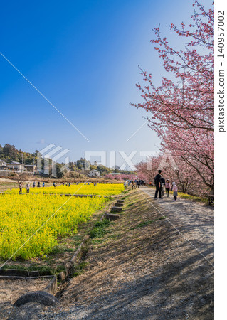 濱松市東大山的河津櫻花風景(靜岡縣) 濱松市東大山的河津櫻花風景(靜岡縣) 140957002