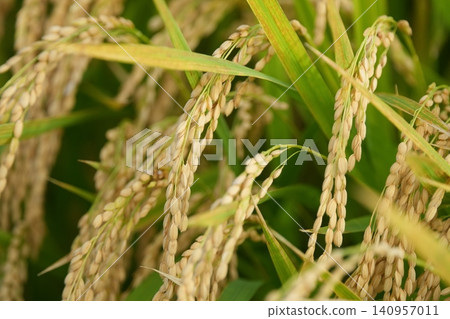 Rice ear before harvest Rice ear before harvest 140957011