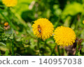 Macro. The honey bee collects pollen from a dandelion flower. Collects nectar 140957038