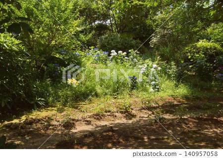 森林中漂浮著百合花和繡球花 森林中漂浮著百合花和繡球花 140957058