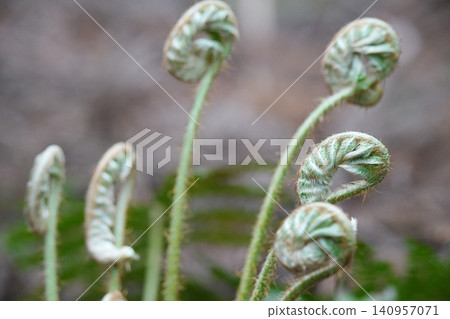 Sprouts of ferns Sprouts of ferns 140957071