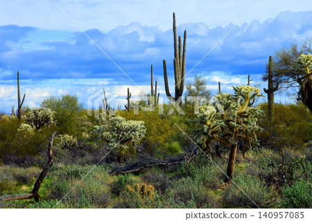 Old Saguaro Cactus Sonora desert Arizona Old Saguaro Cactus Sonora desert Arizona 140957085