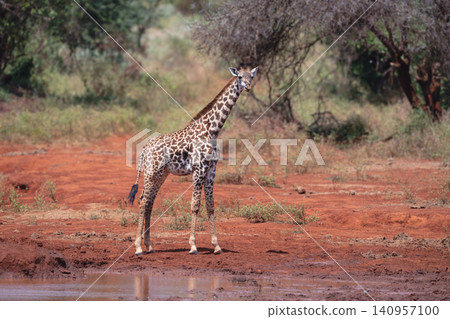 Masai giraffe calf stands staring by waterhole Masai giraffe calf stands staring by waterhole 140957100