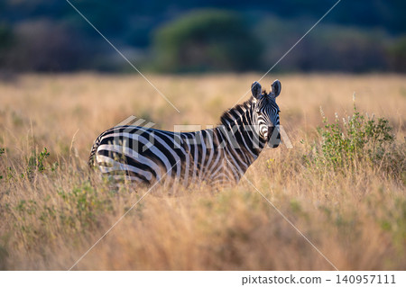 Plains zebra stands in grass with catchlight Plains zebra stands in grass with catchlight 140957111