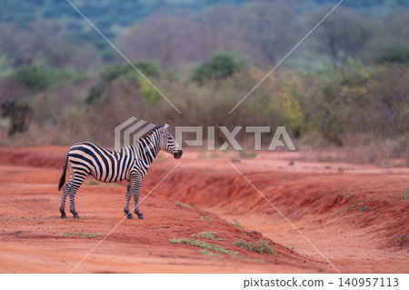Plains zebra stands in profile by gully Plains zebra stands in profile by gully 140957113