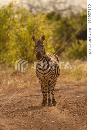 Plains zebra stands on track watching photographer Plains zebra stands on track watching photographer 140957120
