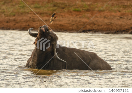 Red-billed oxpecker above Cape buffalo in waterhole Red-billed oxpecker above Cape buffalo in waterhole 140957131