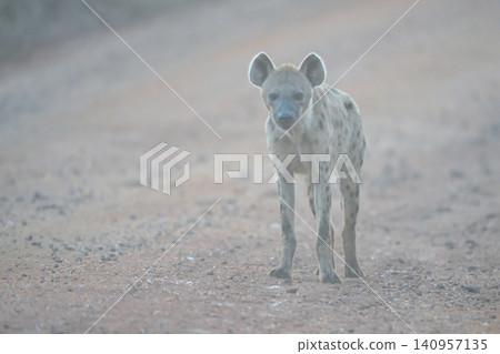 Spotted hyena stands on track watching photographer Spotted hyena stands on track watching photographer 140957135