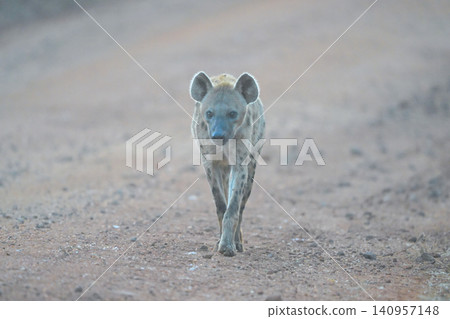 Spotted hyena walks towards camera along track Spotted hyena walks towards camera along track 140957148