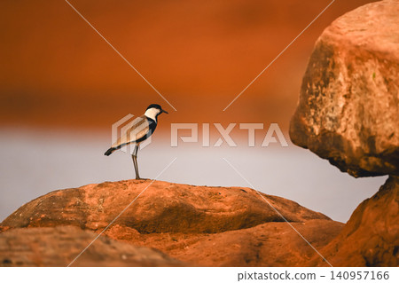 Spur-winged lapwing on sunlit rock in profile Spur-winged lapwing on sunlit rock in profile 140957166