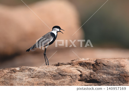 Spur-winged lapwing stands calling mate on rock Spur-winged lapwing stands calling mate on rock 140957169