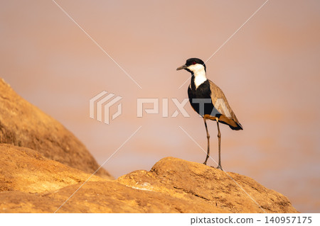 Spur-winged lapwing stands on rock with catchlight Spur-winged lapwing stands on rock with catchlight 140957175