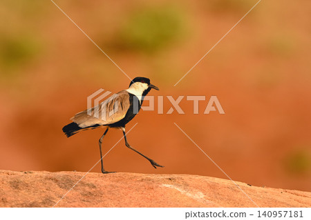 Spur-winged lapwing walks along rock lifting foot Spur-winged lapwing walks along rock lifting foot 140957181