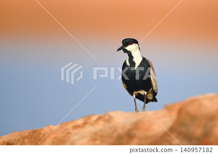 Spur-winged lapwing watches camera from sunlit rock Spur-winged lapwing watches camera from sunlit rock 140957182