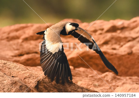 Spur-winged lapwing with catchlight flies over rock 140957184