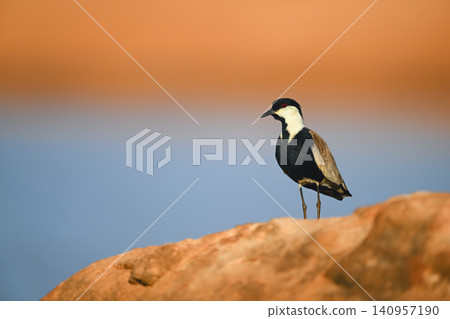 Spur-winged lapwing with catchlight on sunlit rock Spur-winged lapwing with catchlight on sunlit rock 140957190