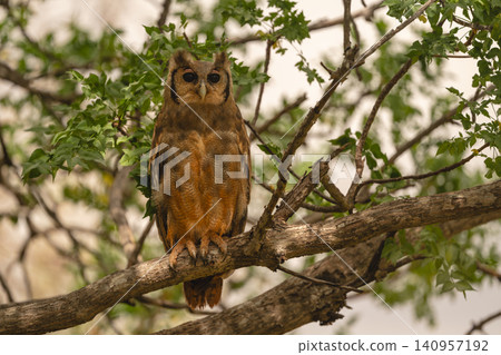 Verreaux eagle-owl on branch in dappled sunshine Verreaux eagle-owl on branch in dappled sunshine 140957192