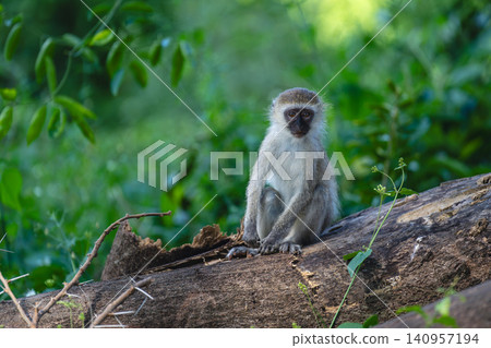 Vervet monkey sits on log watching camera 140957194