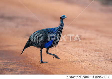 Vulturine guineafowl crosses dirt track lifting foot Vulturine guineafowl crosses dirt track lifting foot 140957197