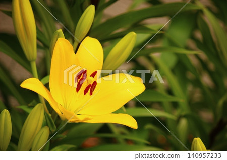 黃色百合花 黃色百合花 140957233