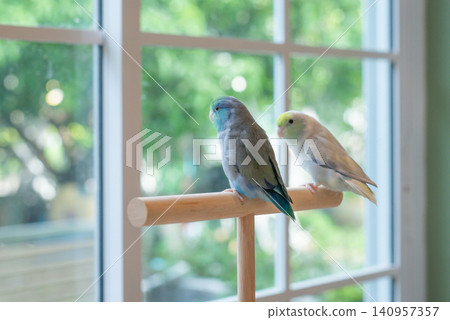 Two cute Forpus parrotlets perched on a wooden stand indoors by the window looking in the same direction with soft natural light. 140957357