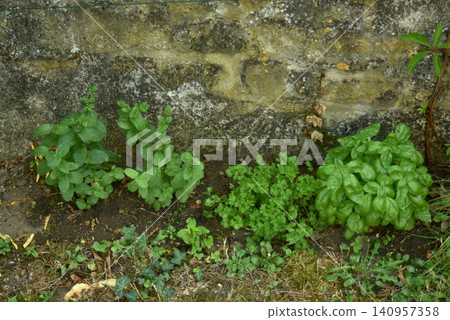 Fresh mint, parsley and basil growing in a vegetable garden. Healthy aromatic herbs cultivated outdoors with vibrant green leaves and natural organic gardening. Fresh mint, parsley and basil growing in a vegetable garden. Healthy aromatic herbs cultivated outdoors with vibrant green leaves and natural organic gardening. 140957358