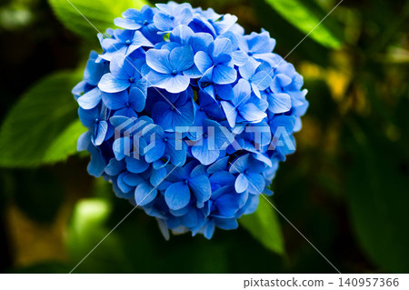 Blue hydrangea Blue hydrangea 140957366