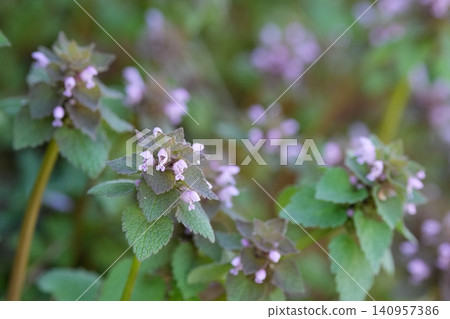 Hotokenoza flowers blooming in the spring field Hotokenoza flowers blooming in the spring field 140957386