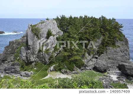 生長在岩石海岸地區的日本黑松 生長在岩石海岸地區的日本黑松 140957409