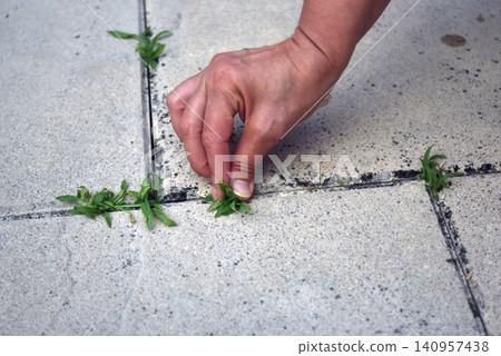Closeup of female hand removing weeds between concrete slabs on a terrace Closeup of female hand removing weeds between concrete slabs on a terrace 140957438