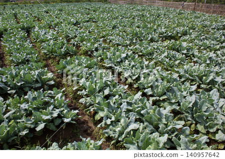 cabbage in the field cabbage in the field 140957642