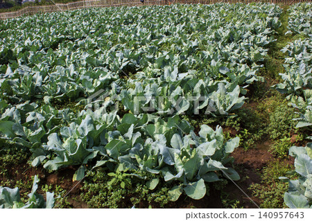 cabbage in the field cabbage in the field 140957643