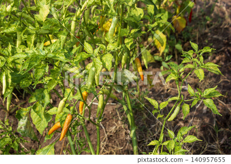 Ripening bird's eye chili peppers growing on a plant in an agricultural field Ripening bird's eye chili peppers growing on a plant in an agricultural field 140957655