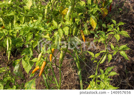 Ripening bird's eye chili peppers growing on a plant in an agricultural field Ripening bird's eye chili peppers growing on a plant in an agricultural field 140957656