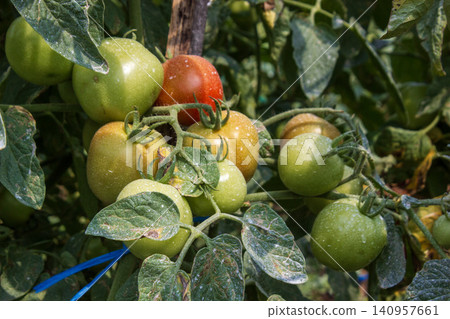 Unripe and ripening tomatoes growing on a vine in a garden plantation Unripe and ripening tomatoes growing on a vine in a garden plantation 140957661