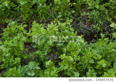 Fresh green celery plants growing densely in an agricultural farm field Fresh green celery plants growing densely in an agricultural farm field 140957670
