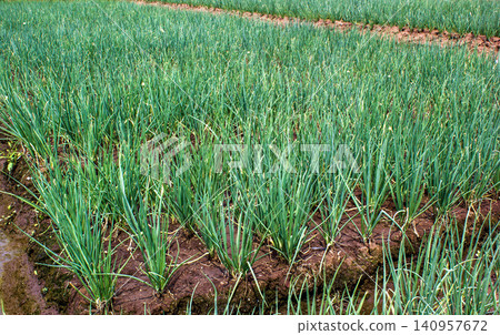 Fresh green scallions and spring onions growing densely in an agricultural field Fresh green scallions and spring onions growing densely in an agricultural field 140957672