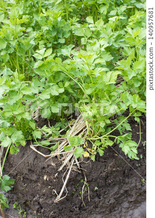 Fresh green celery plants growing densely in an agricultural farm field 140957681