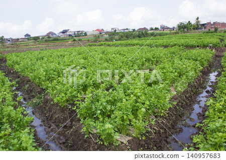 Fresh green celery plants growing densely in an agricultural farm field 140957683