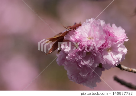 Double cherry blossoms blooming in the spring sunlight Double cherry blossoms blooming in the spring sunlight 140957782