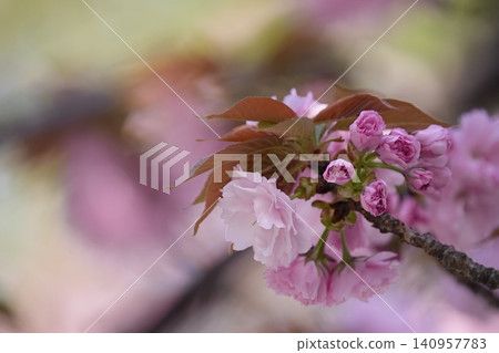 Double cherry blossoms blooming in the spring sunlight 140957783