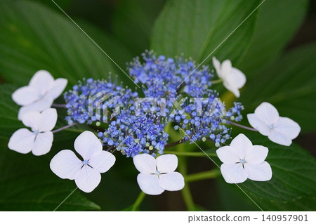 Blue-violet hydrangea Blue-violet hydrangea 140957901