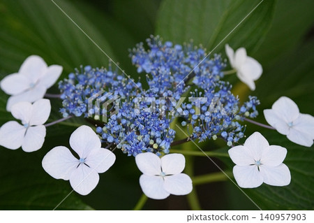 Blue-violet hydrangea Blue-violet hydrangea 140957903