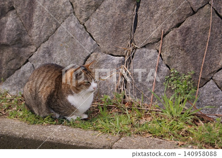 A cat pecking at grass in front of a stone wall. 140958088