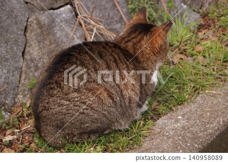 A tabby cat on the concrete road next to a stone wall 140958089