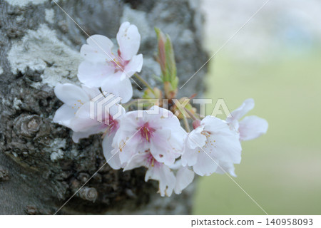 Pale pink small flowers of the mountain cherry tree bloom on the bark. Pale pink small flowers of the mountain cherry tree bloom on the bark. 140958093