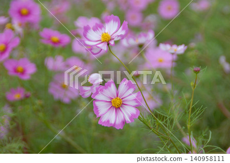 一簇粉白相間的條紋波斯菊 140958111