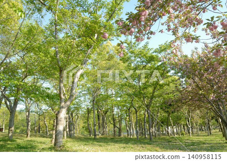 公園裡一條綠樹成蔭的小徑,點綴著翠綠的樹葉和盛開的重瓣櫻花。 公園裡一條綠樹成蔭的小徑,點綴著翠綠的樹葉和盛開的重瓣櫻花。 140958115